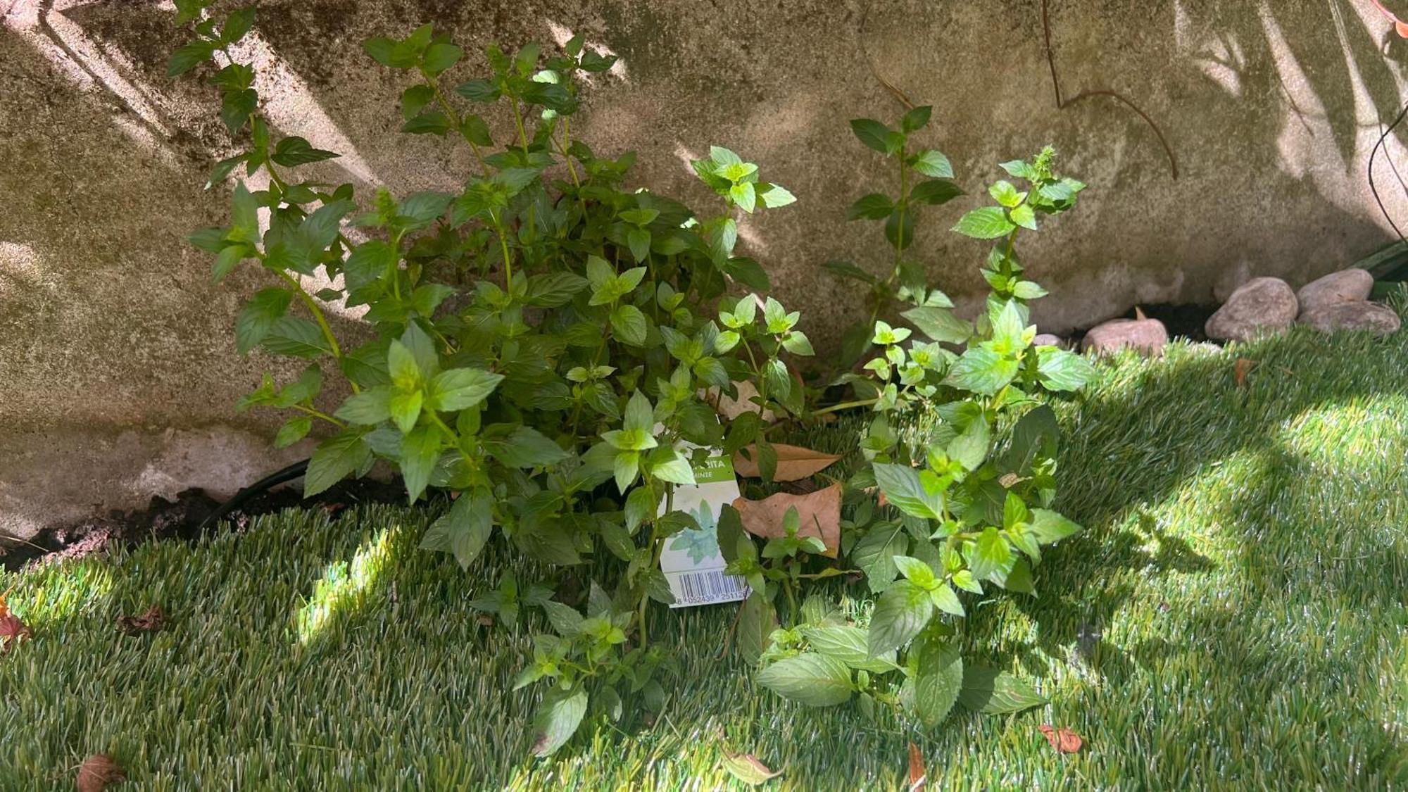 Garden Suite Bozen Extérieur photo